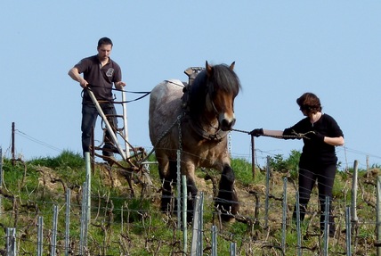 Labour de Printemps - Cheval Vigneron Ardennais